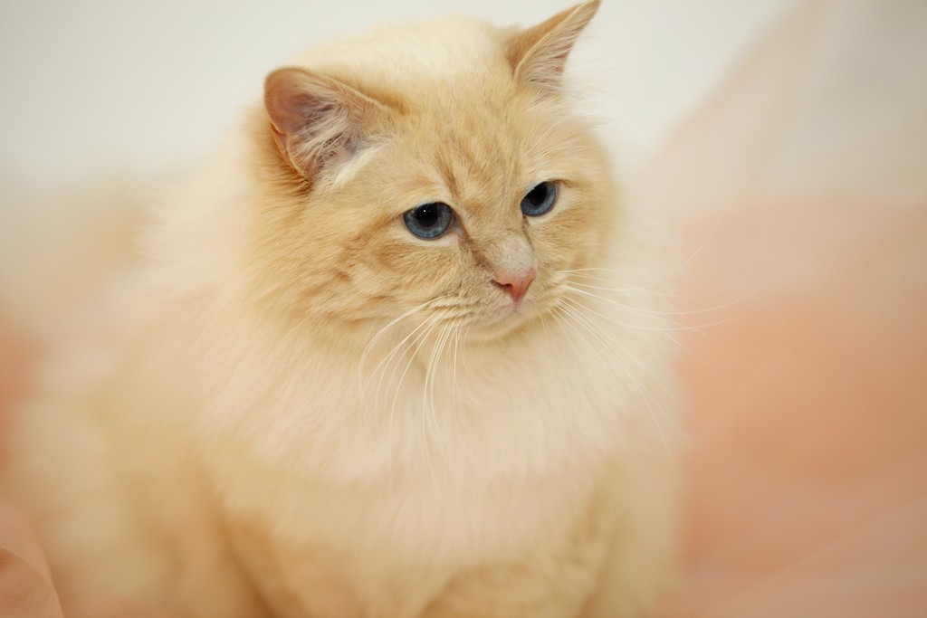 Dorje Ling Lord Hamilton - sacro di birmania cream point